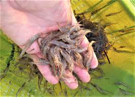 O que é Brackish - agua Salobra