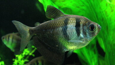 PEIXE Tetra Negro Véu