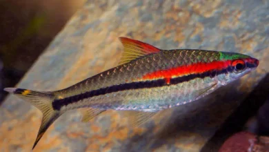 peixe Barbo Denisoni