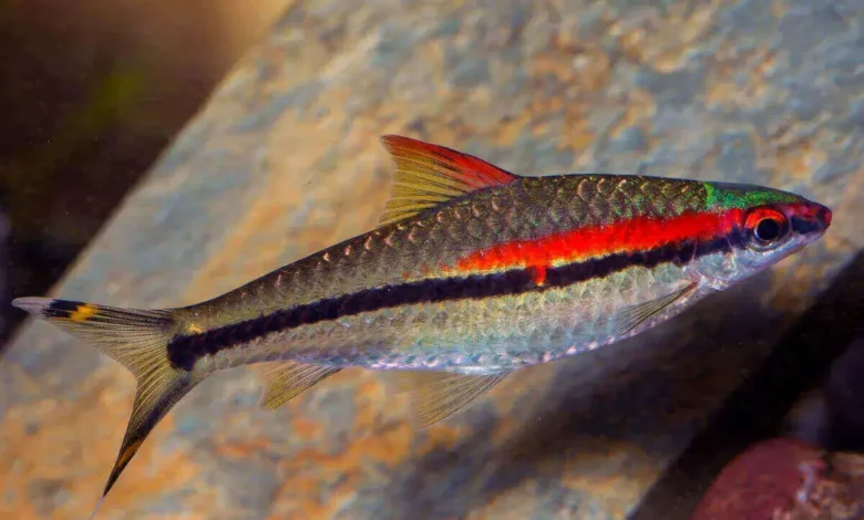 peixe Barbo Denisoni