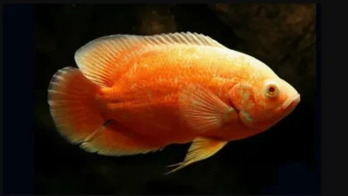 peixe OSCAR ALBINO RED RUBY