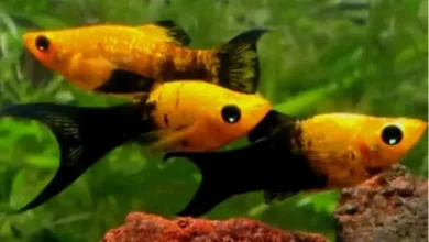 peixe Molinésia Gold Black Lyra