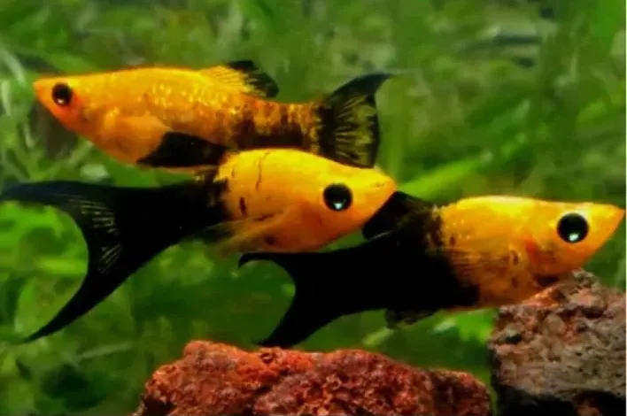 peixe Molinésia Gold Black Lyra