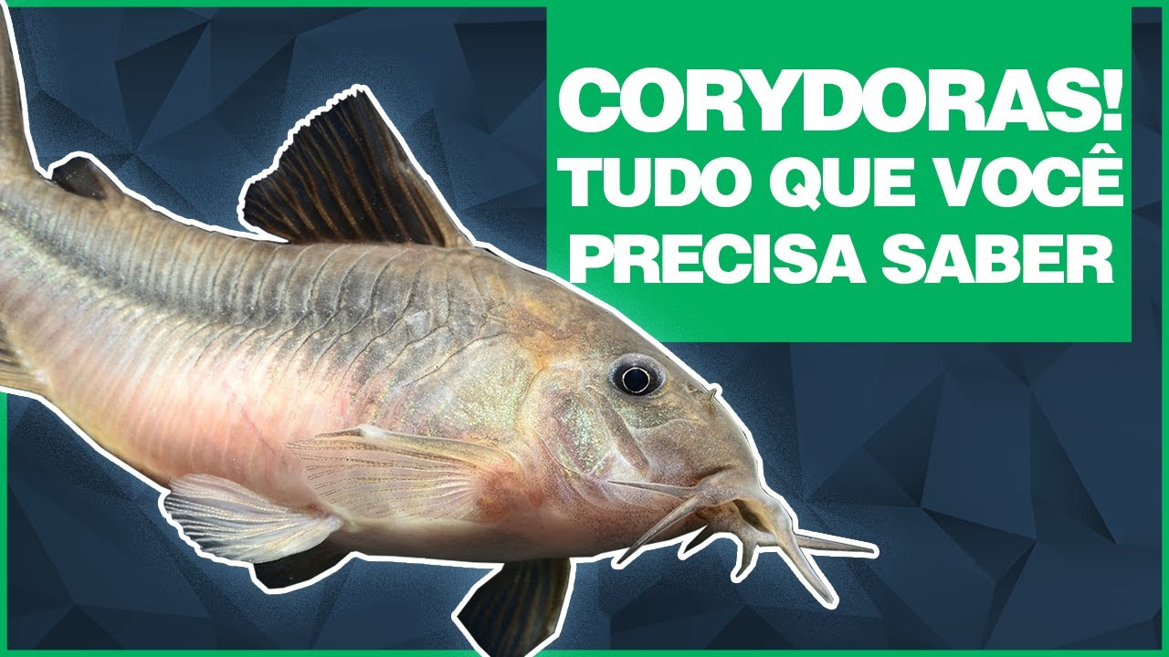 CORYDORAS - Tudo que você precisa saber! - Peixemania