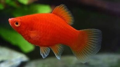 peixe platy