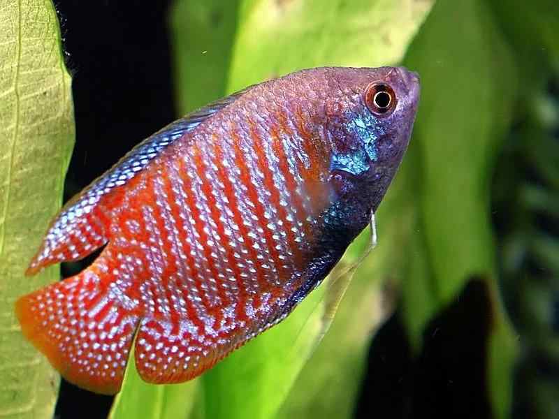 Colisa-lalia-fish
