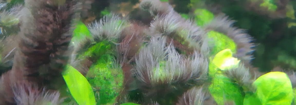 controlar a alga peteca