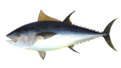 Peixe Atum