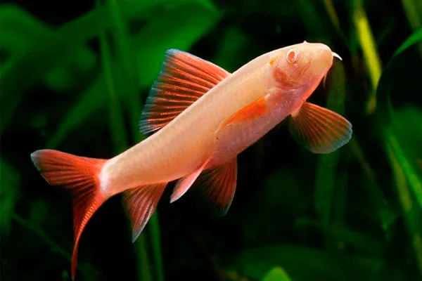 Peixe Labeu Frenatus Albino