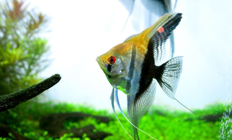 Acará Bandeira: Guia Completo do Aquarismo