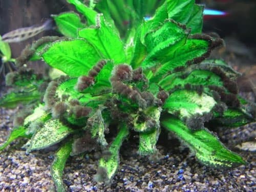 combate à alga peteca