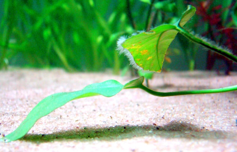 Introdução à alga peteca