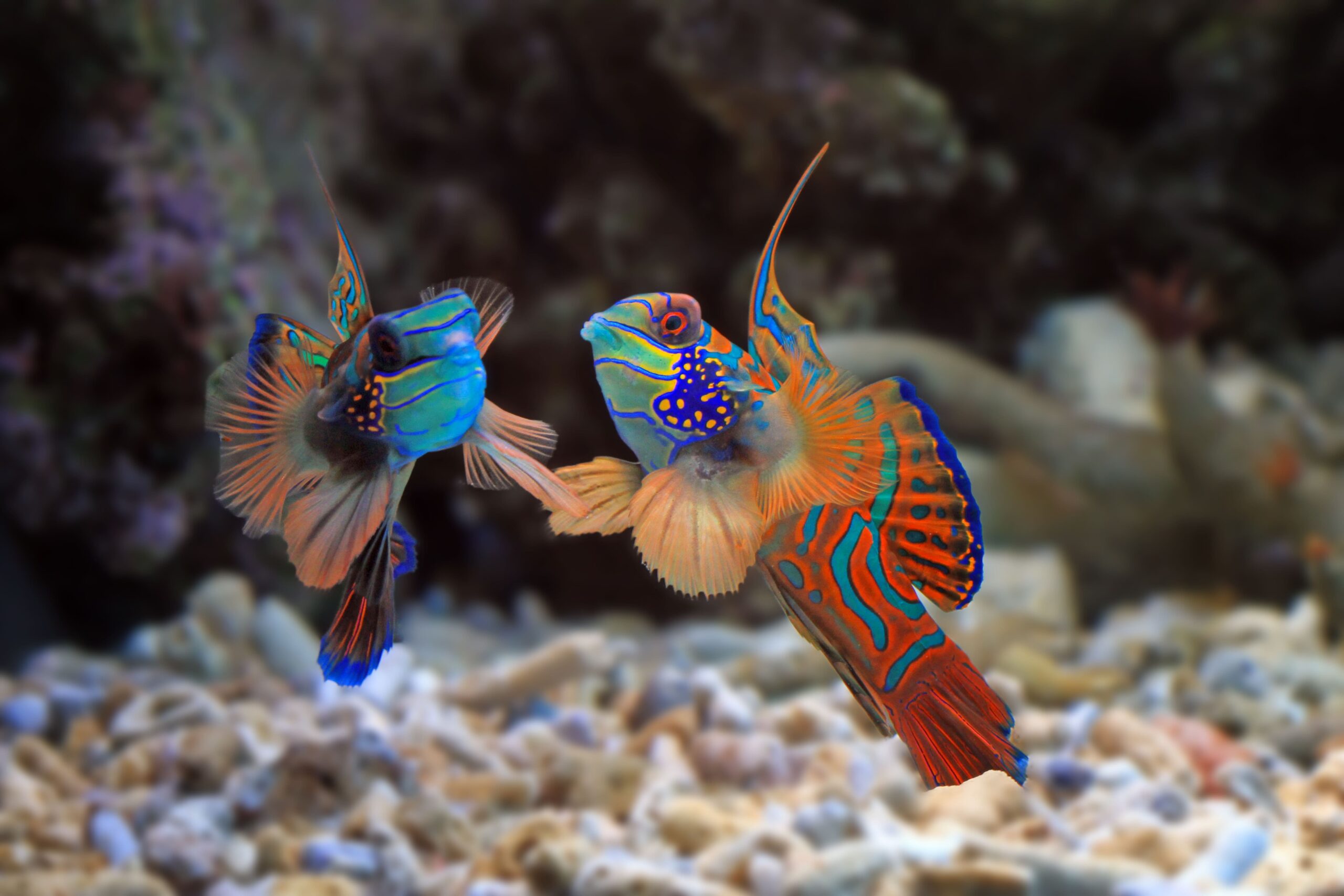 Reprodução e Procriação de Peixes Coloridos