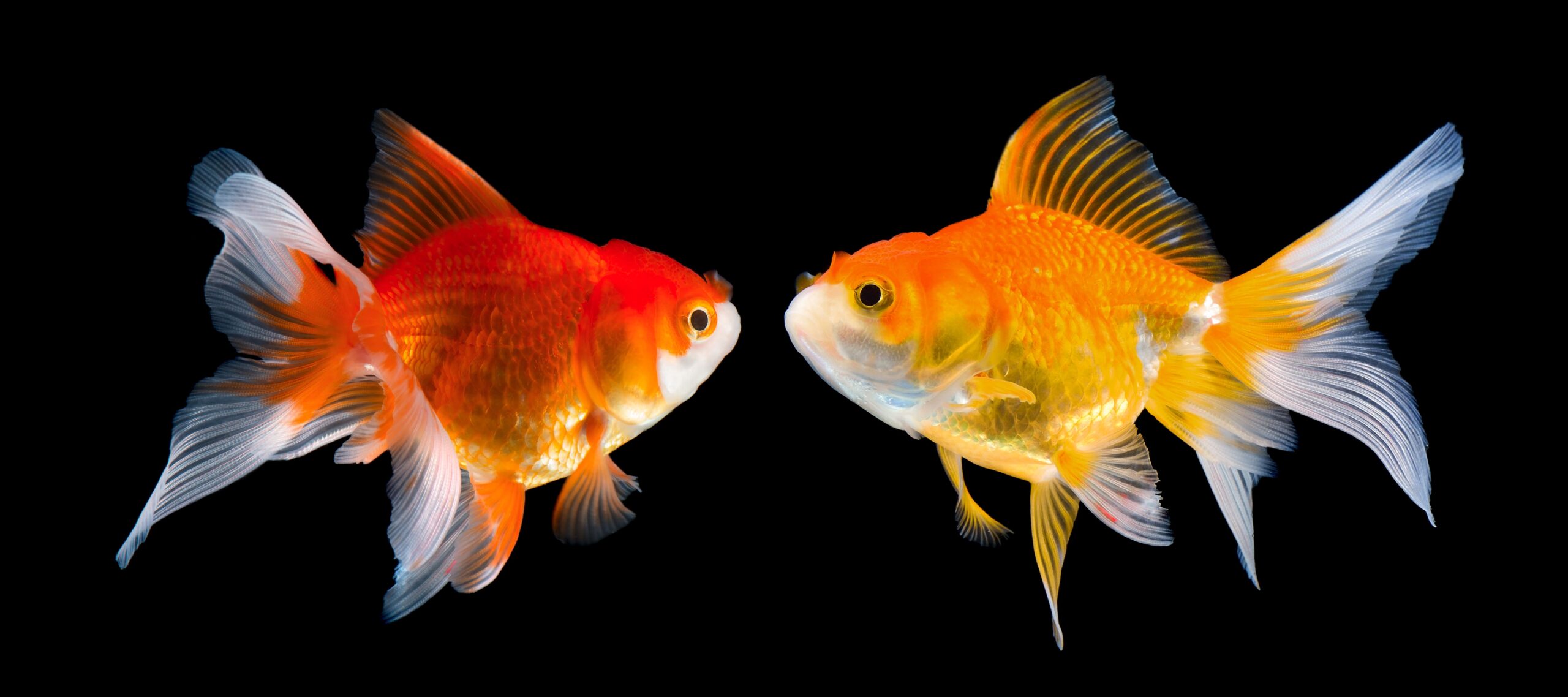 Espécies de Peixes Coloridos para Aquários