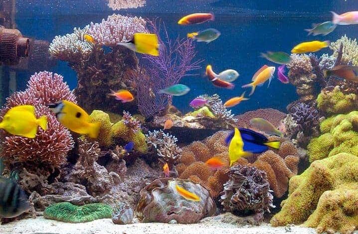 peixes para aquário pequeno