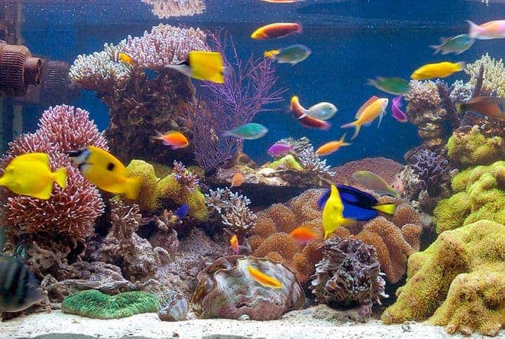 10 melhores peixes para aquário pequeno ou aquário nano (e a saga de um pai  aquarista) - Kauar