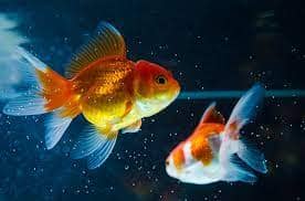 peixes para aquários pequenos