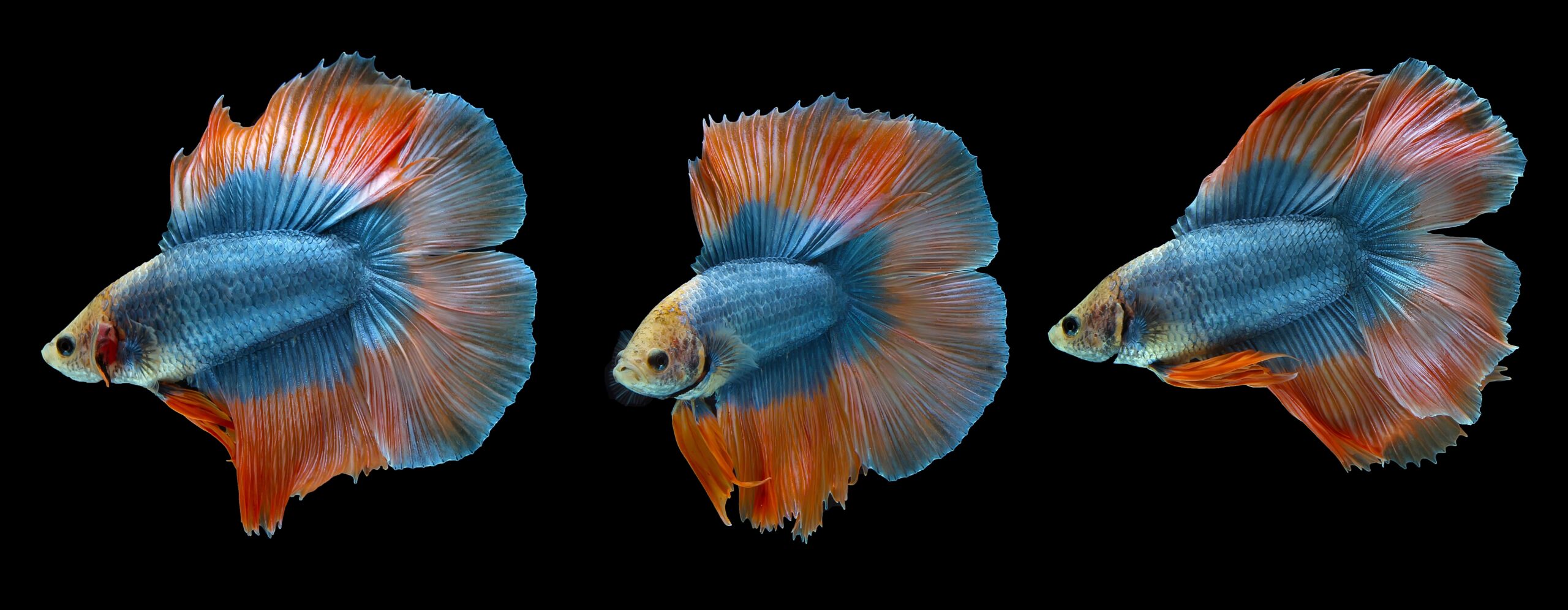 Diferentes variedades de caudas do peixe Betta