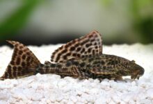 peixe-cascudo-Hypostomus