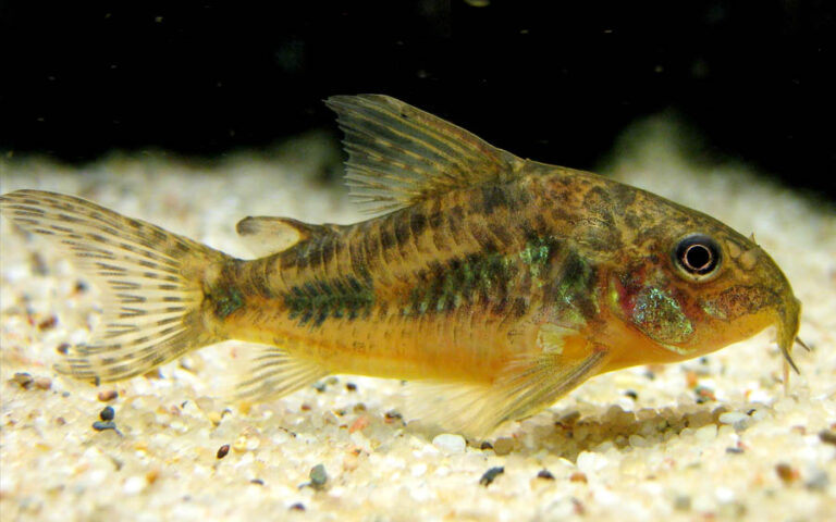 Ficha Técnica Coridoras Albina - Peixemania