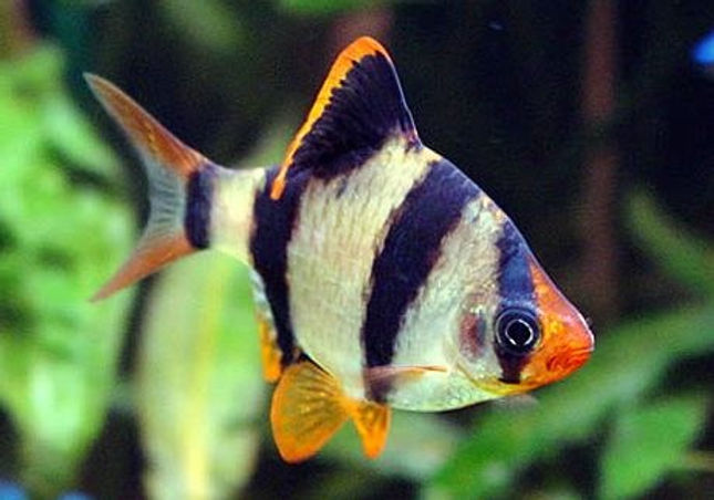 peixe sumatra