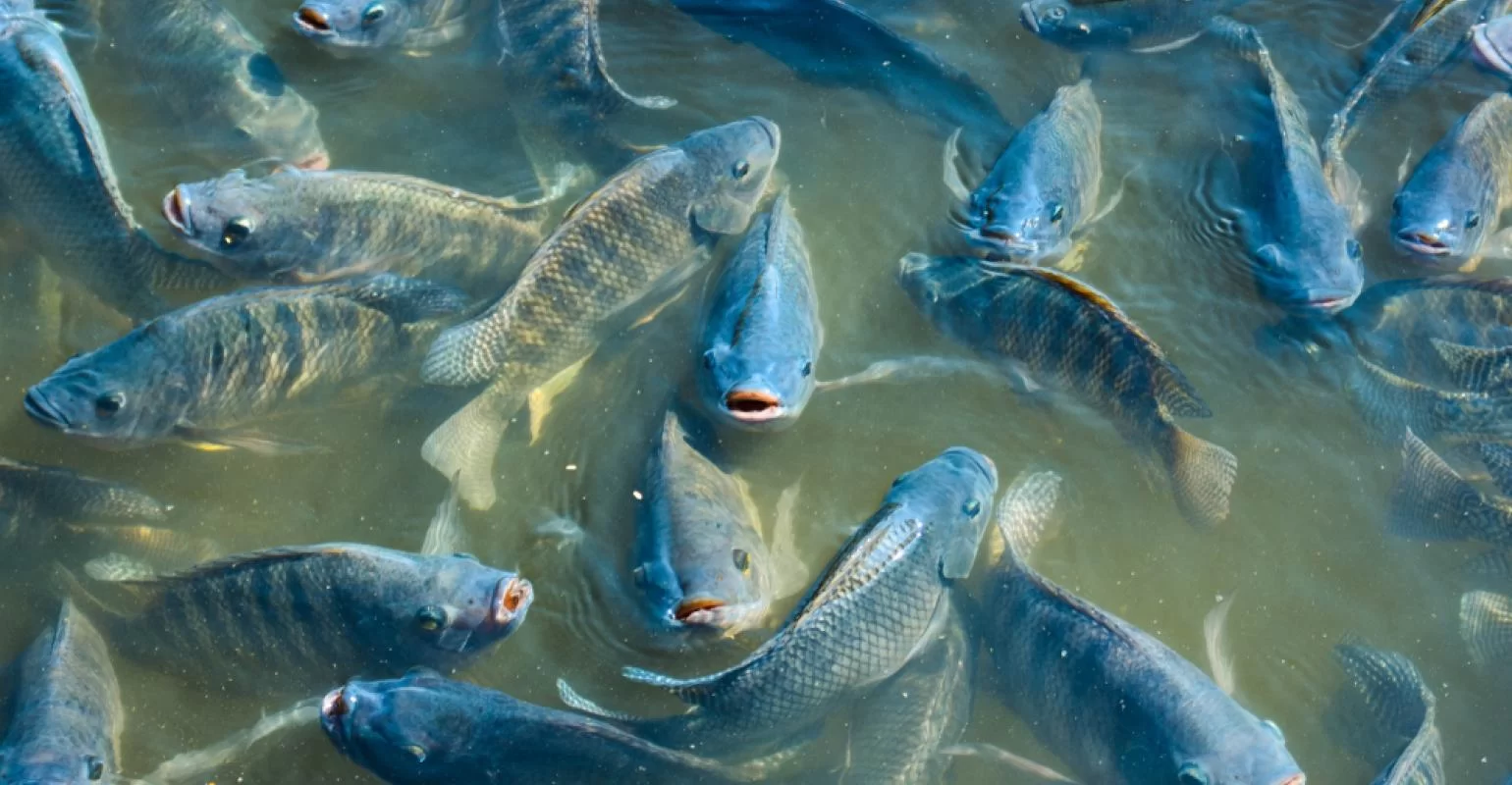 piscicultura-no-brasil