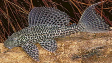 Variedades de peixe cascudo