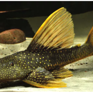Peixe Cascudo Hypostomus Luteus
